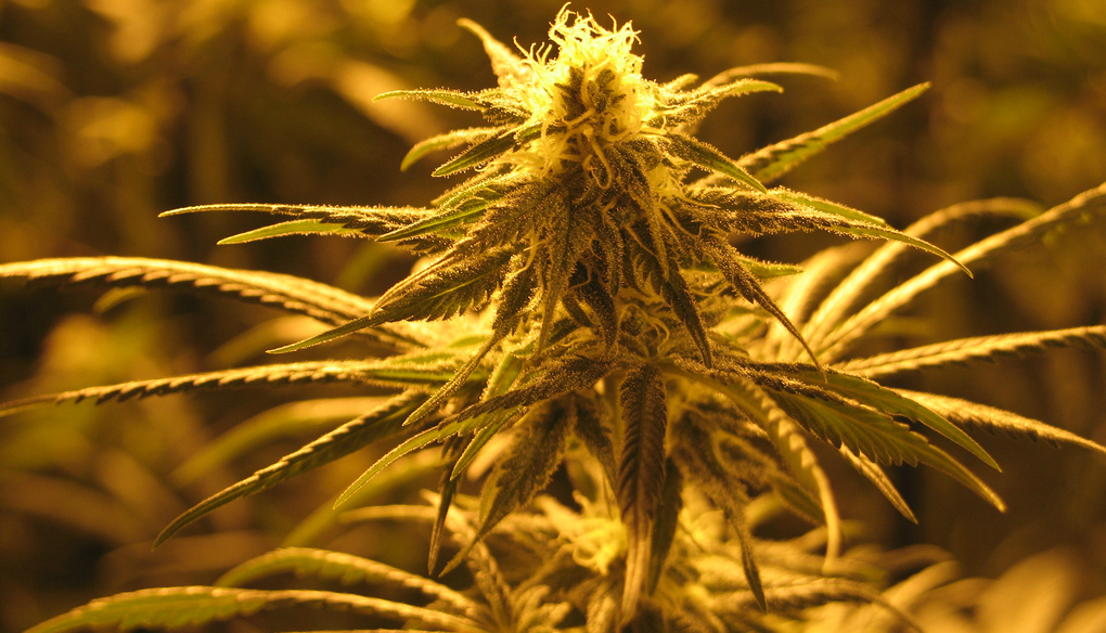 weed porn