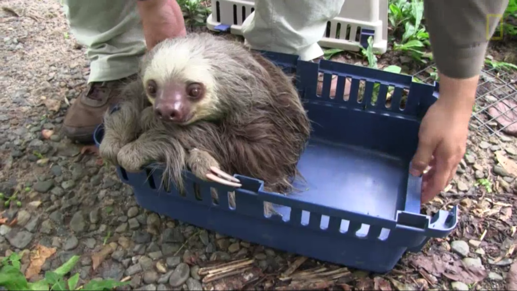 Demon-possessed sloth rescued