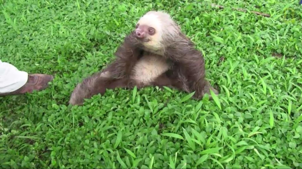 demon-possessed sloth (1)
