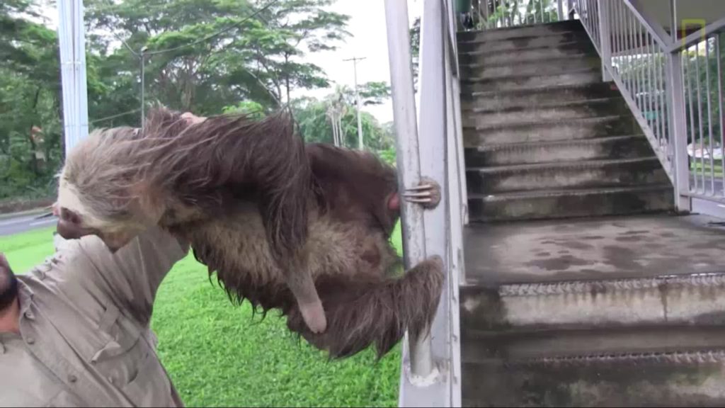 demon-possessed sloth (2)