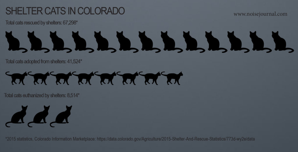 2015 colorado rescue cat statistics graphic