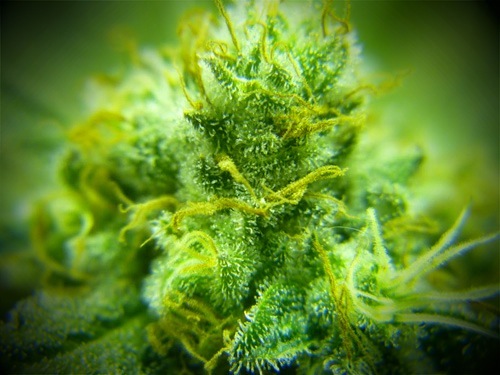 weed weed