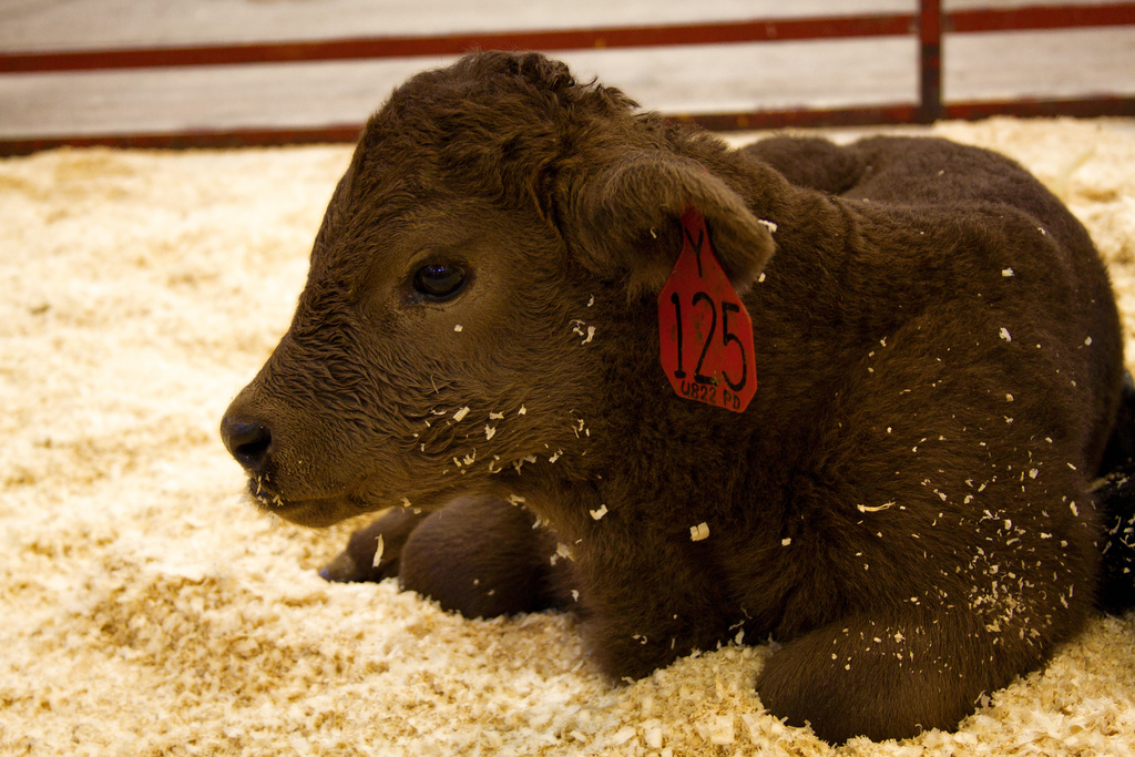 poor cow poor cow