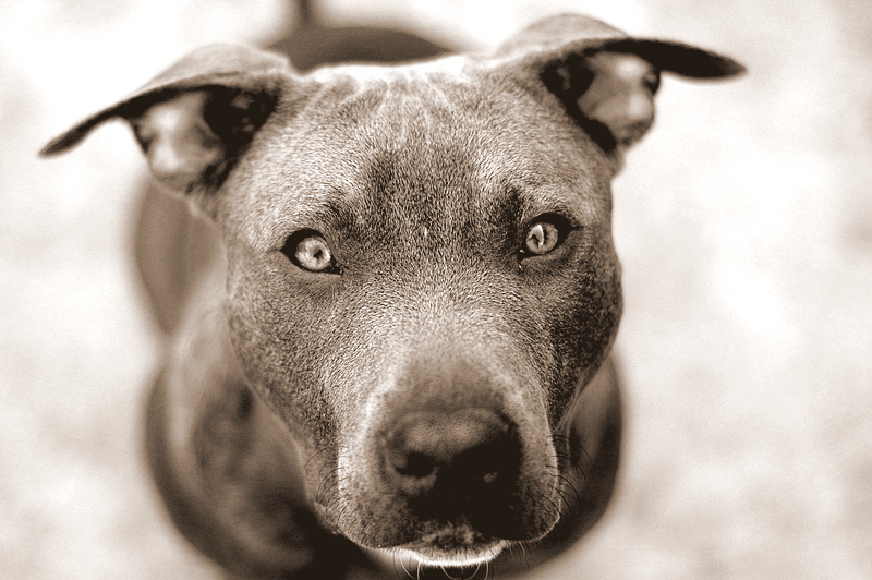 Pit Bull Pit Bull