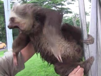 demon-possessed sloth-featured image