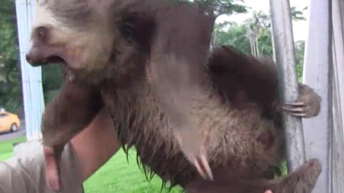 demon-possessed sloth-featured image demon-possessed sloth-featured image