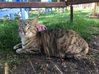 Deidra cat Rocky Mountain Feline Rescue