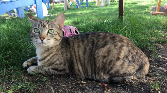 Deidra cat Rocky Mountain Feline Rescue Deidra cat Rocky Mountain Feline Rescue