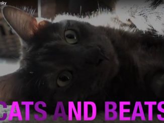 Cats and Beats
