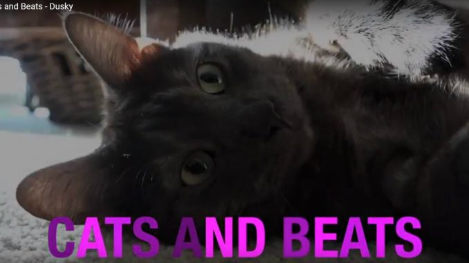 Cats and Beats