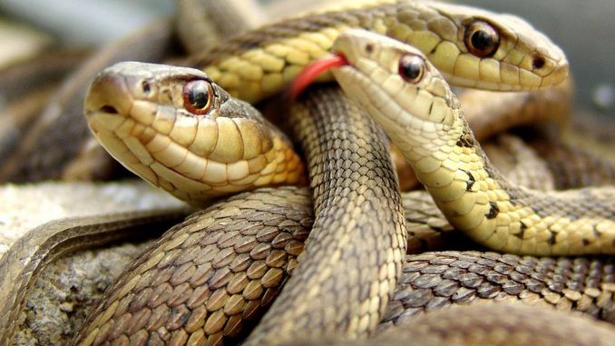 Snakes-4